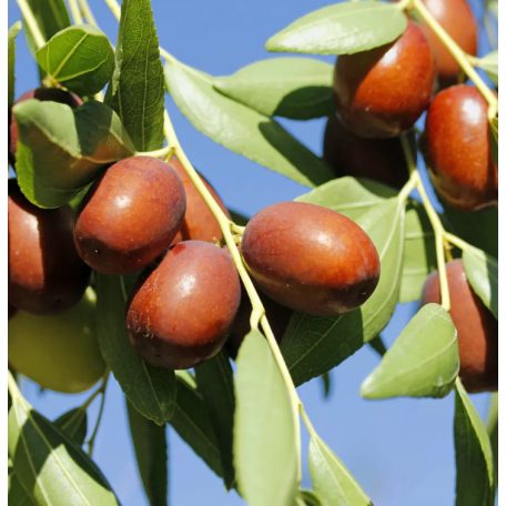 Ziziphus Jujuba (Kínai Datolya)