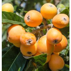 Eriobotrya Japonica (Japán naspolya)