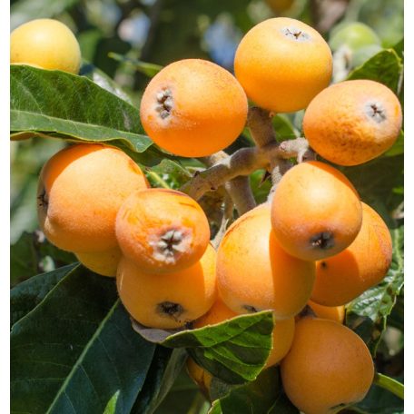 Eriobotrya Japonica (Japán naspolya)