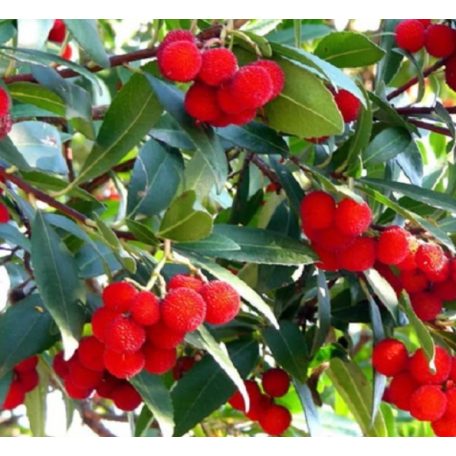 Arbutus Unedo -szamócafa 