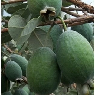 Acca sellowiana 'Feijoa' -mirtuszdió