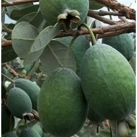 Acca sellowiana 'Feijoa' -mirtuszdió