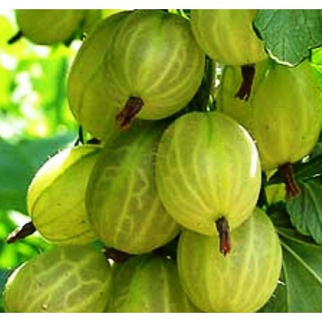 Invicta egres - magastörzsű