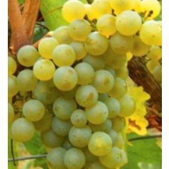 Chardonnay fehérborszőlő