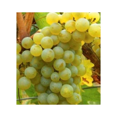 Chardonnay fehérborszőlő