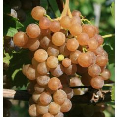 Cserszegi fűszeres fehérborszőlő