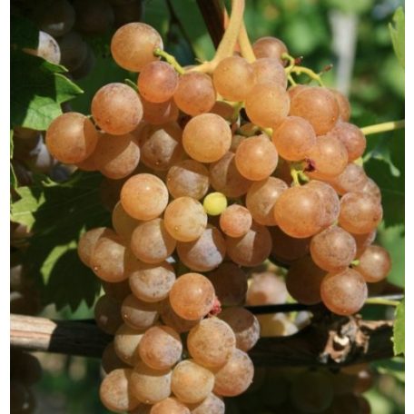 Cserszegi fűszeres fehérborszőlő