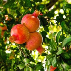 Punica Granatum 'Wonderful'- fa