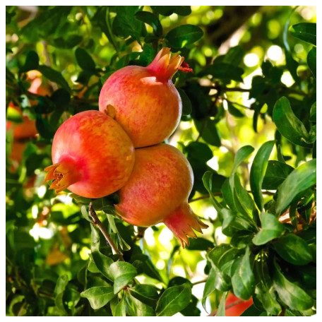 Punica Granatum 'Wonderful'- fa