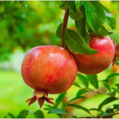 Punica Granatum 