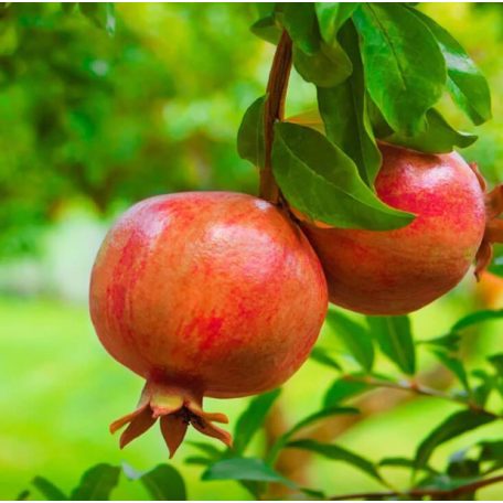 Punica Granatum 