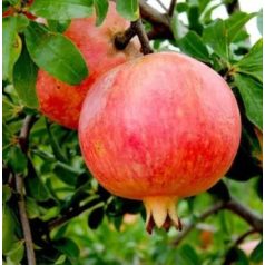 Punica Granatum 'fina tendral' - bokor
