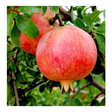 Punica Granatum 'fina tendral' - bokor