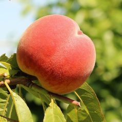 Incrocio Pieri őszibarack