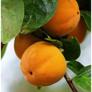Diospyros kaki 'O'Gosho -kakiszilva