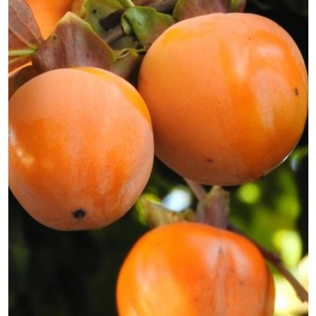 Diospyros kaki 'Cioccolatino' -kakiszilva