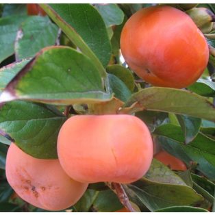 Diospyros kaki 'Fuyu' -kakiszilva