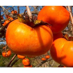 Diospyros kaki 'Jiro' -kakiszilva