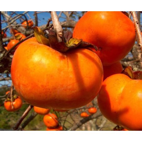 Diospyros kaki 'Jiro' -kakiszilva