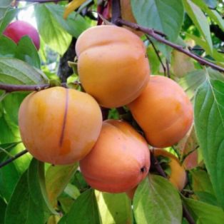 Diospyros kaki 'Mela' -kakiszilva