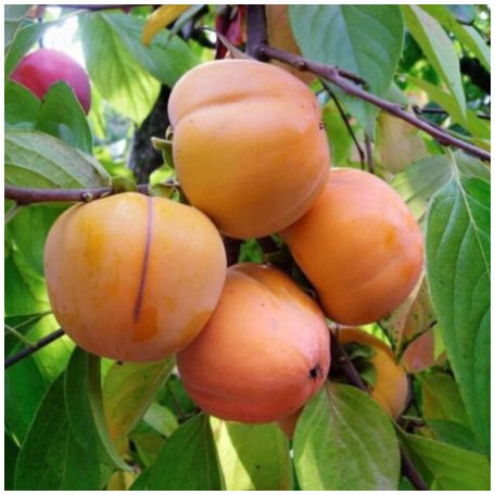 Diospyros kaki 'Mela' -kakiszilva