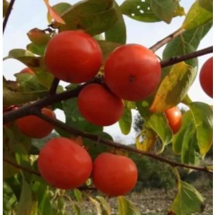 Diospyros kaki 'Muscat' -kakiszilva
