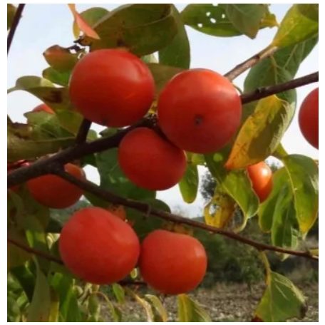 Diospyros kaki 'Muscat' -kakiszilva