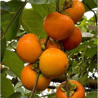 Diospyros kaki 'Pomme' -kakiszilva