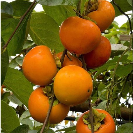 Diospyros kaki 'Pomme' -kakiszilva