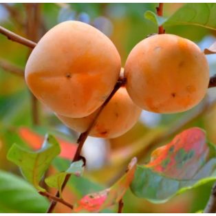 Diospyros kaki 'Rojo Brillante' -kakiszilva