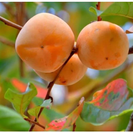 Diospyros kaki 'Rojo Brillante' -kakiszilva