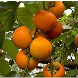 Diospyros kaki 'Tipo' -kakiszilva
