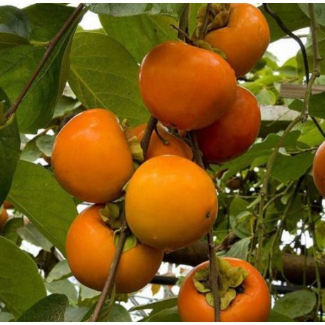 Diospyros kaki 'Tipo' -kakiszilva
