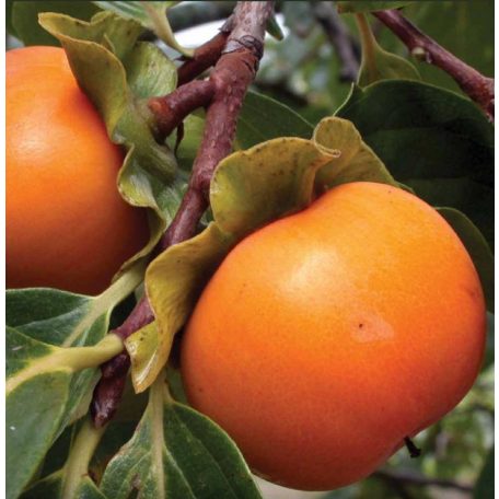 Diospyros kaki 'Vaniglia' -kakiszilva