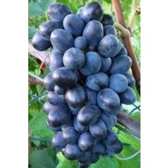Conegliano csemegeszőlő