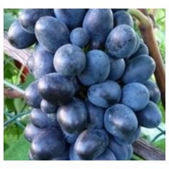 Conegliano csemegeszőlő