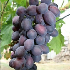 Rizamat csemegeszőlő