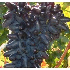 Suvenir csemegeszőlő