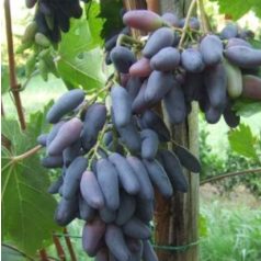 Kék kecskecsöcsű csemegeszőlő