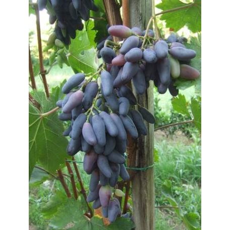 Kék kecskecsöcsű csemegeszőlő