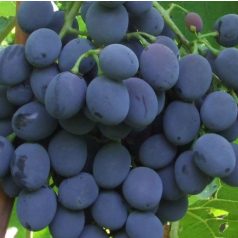 Moldova csemegeszőlő