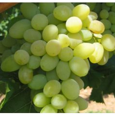 Bolgár rezi csemegeszőlő