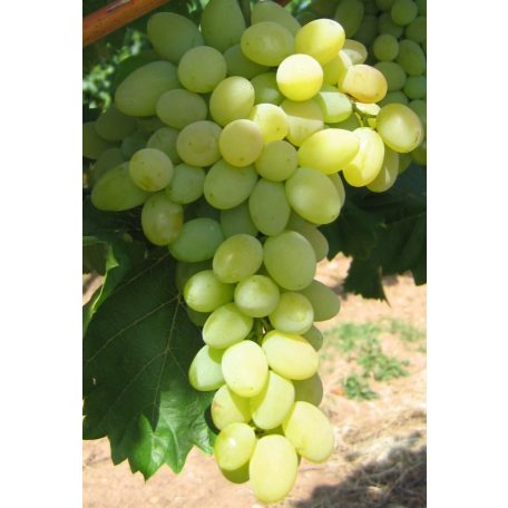 Bolgár rezi csemegeszőlő