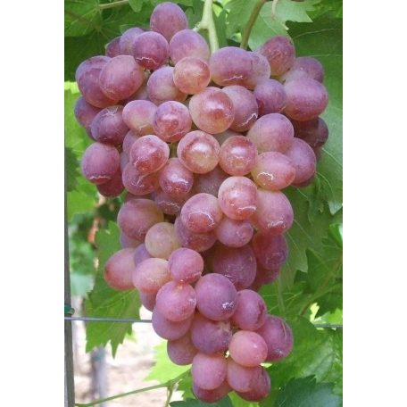 Lidi csemegeszőlő
