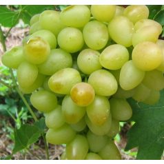 Árkádia csemegeszőlő