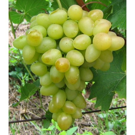 Árkádia csemegeszőlő