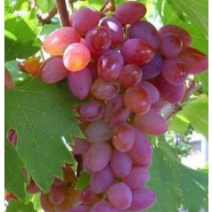 Dunav csemegeszőlő