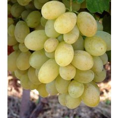 Viktória csemegeszőlő