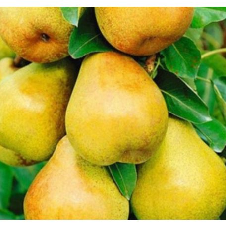 Obelisk Oszlopos Körte