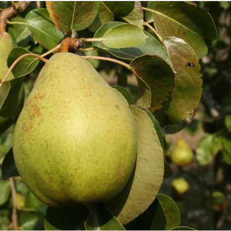 Alexander Lucas/Császárkörte